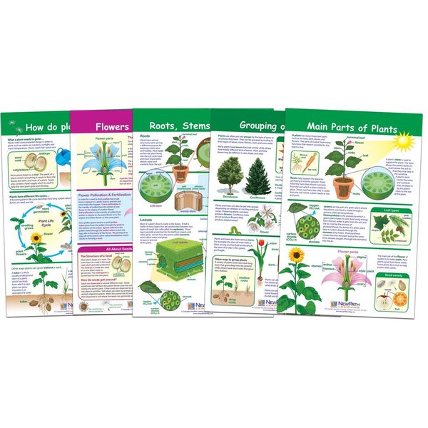 Newpath Learning All About Plants Bulletin Board Charts, Set of 5 94-3501